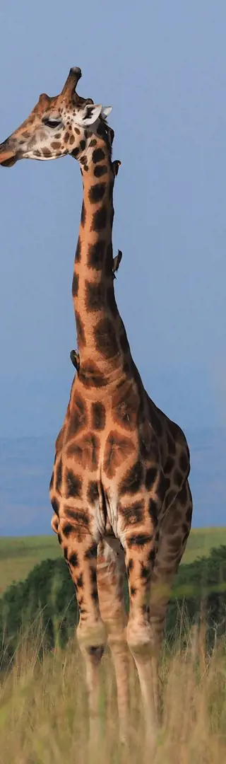 Reinigungszeit der Giraffen